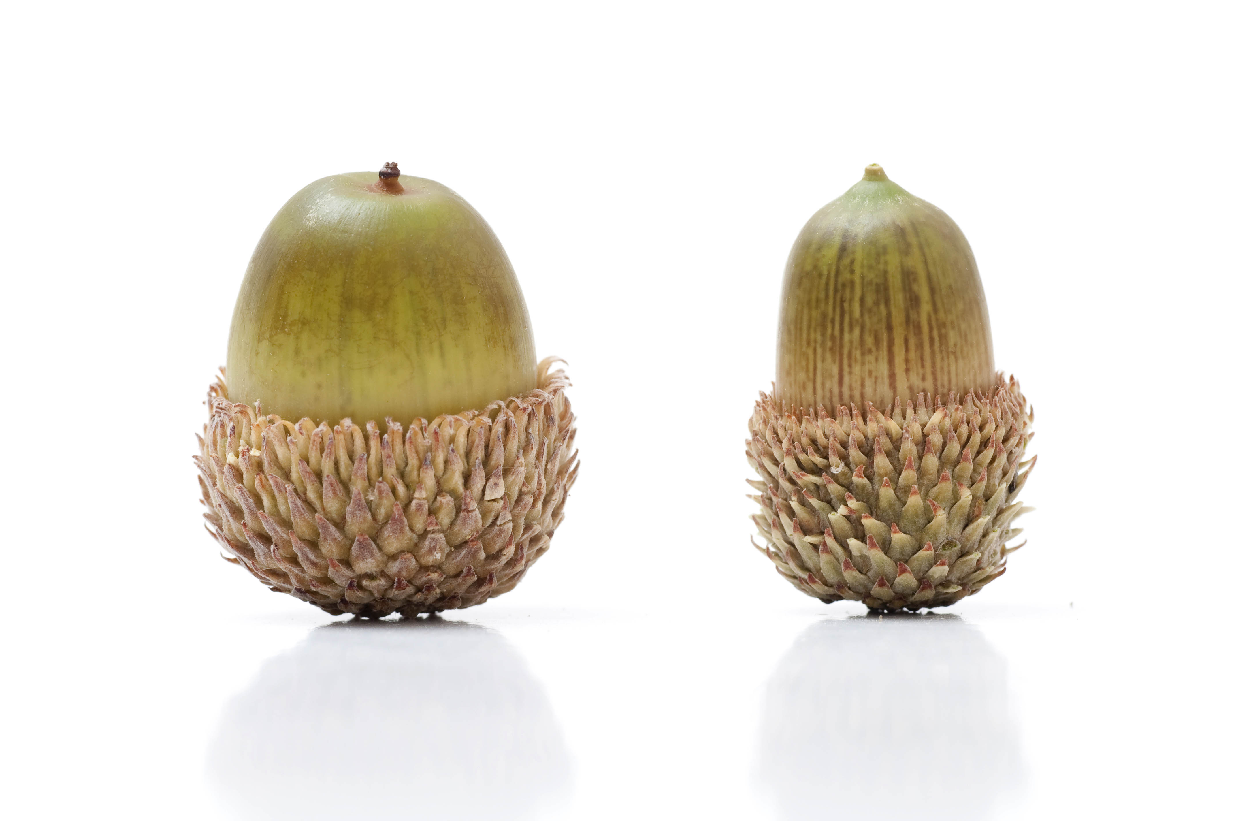 Large and small acorns, side by side Large and small acorns, side by side